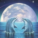 Dolphins.jpg