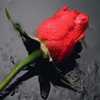 Rosa.jpg