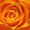 Rrrrrrose.jpg