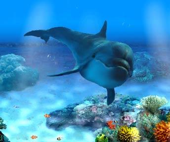 dolphin.jpg