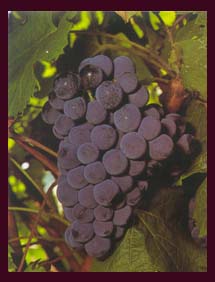 uvas.jpg